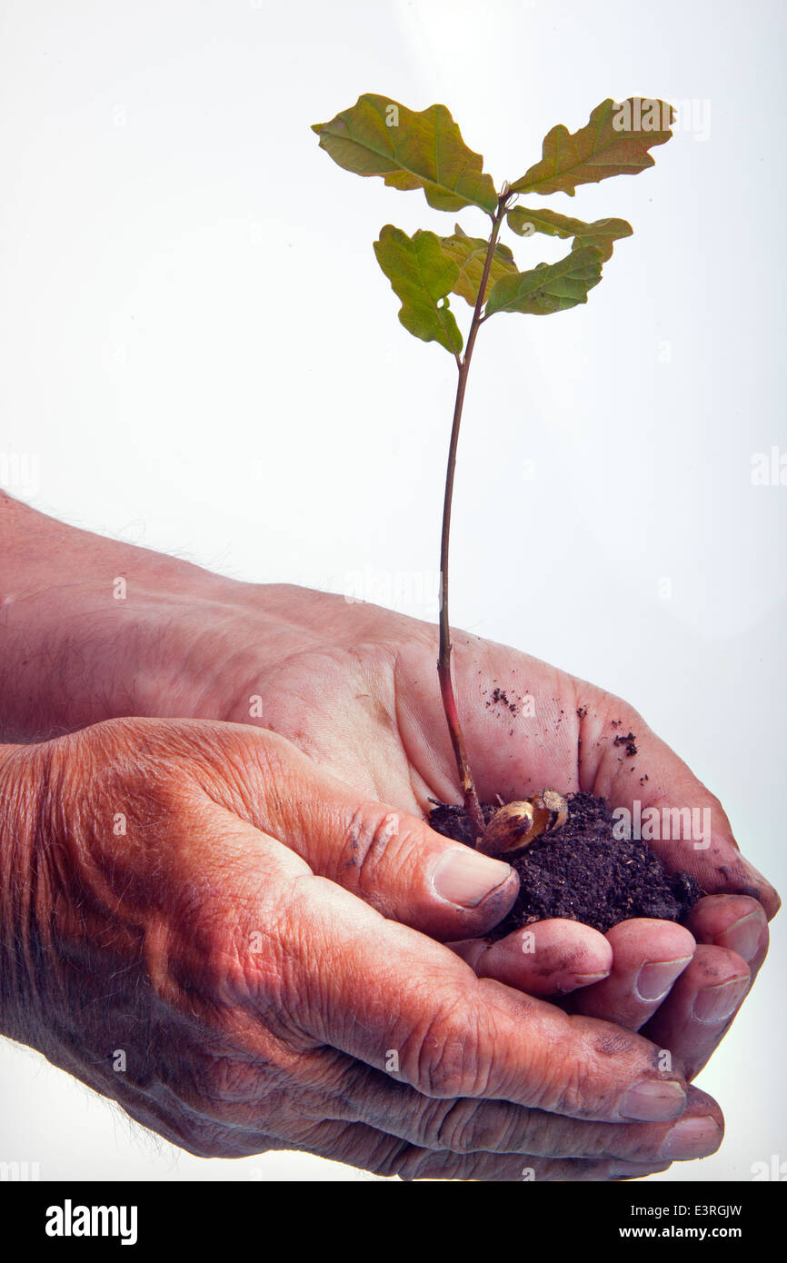 Sämling Eiche Baum Quercus Robur in Händen der Förster Stockfoto