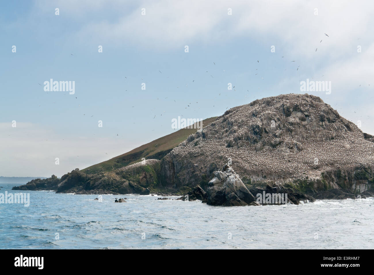 felsige Küstenlandschaft, einschließlich ein großes Vogelschutzgebiet an den sieben Inseln in der Bretagne, Frankreich Stockfoto