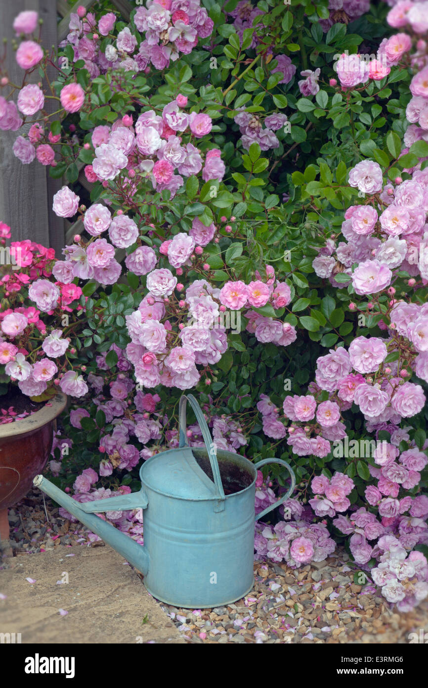 Rosa Climbing-Rosen und rosa Geranien UK Juni Stockfoto