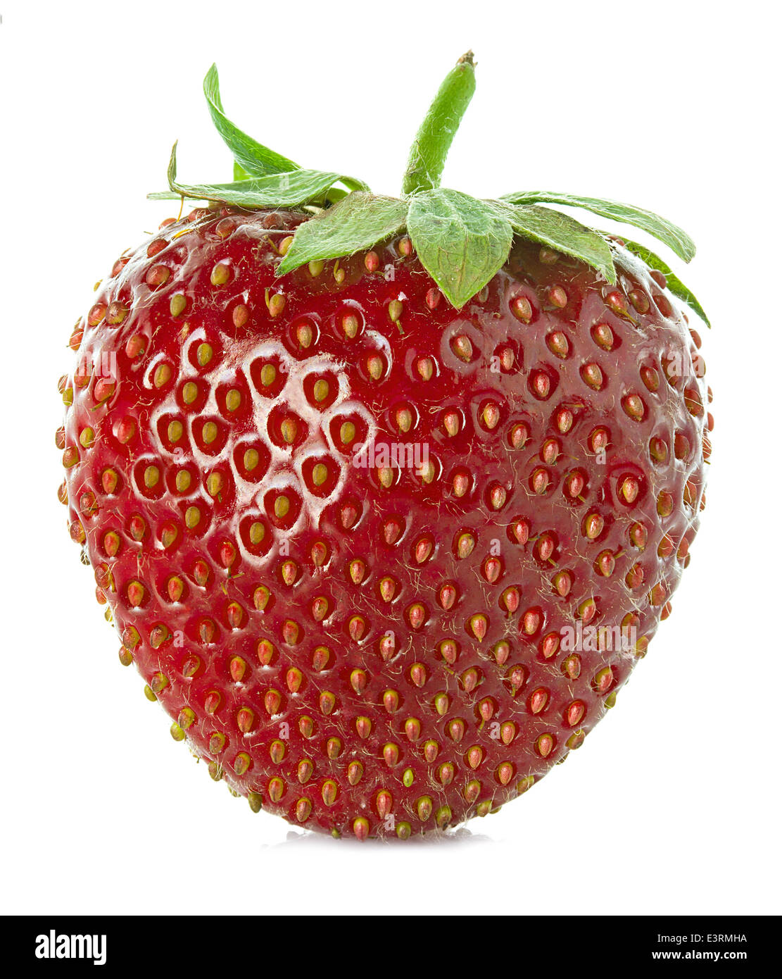 Erdbeeren hautnah auf weißem Hintergrund Stockfoto