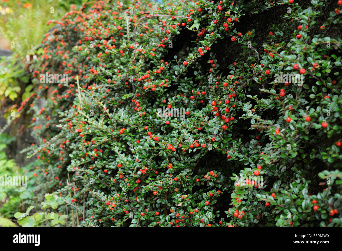 Zwergmispel Horizontalis mit Beeren, Wales, UK. Stockfoto