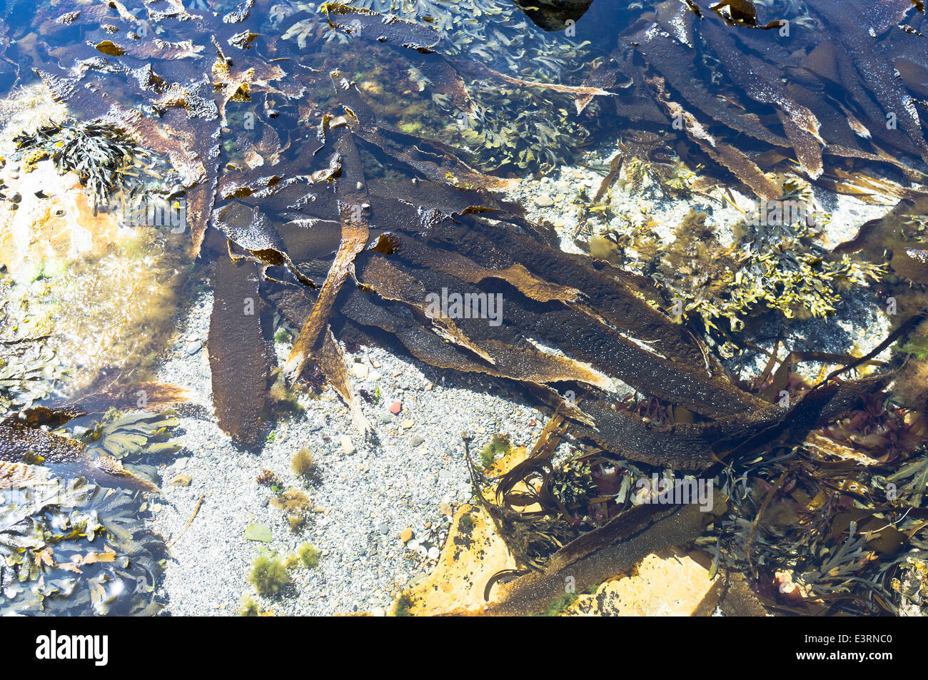 dh Kelp Algen ALGEN Großbritannien große Verwicklungen Algen Pflanzen orkney Meer Großbritannien aus nächster Nähe wachsen Meeresleben Stockfoto