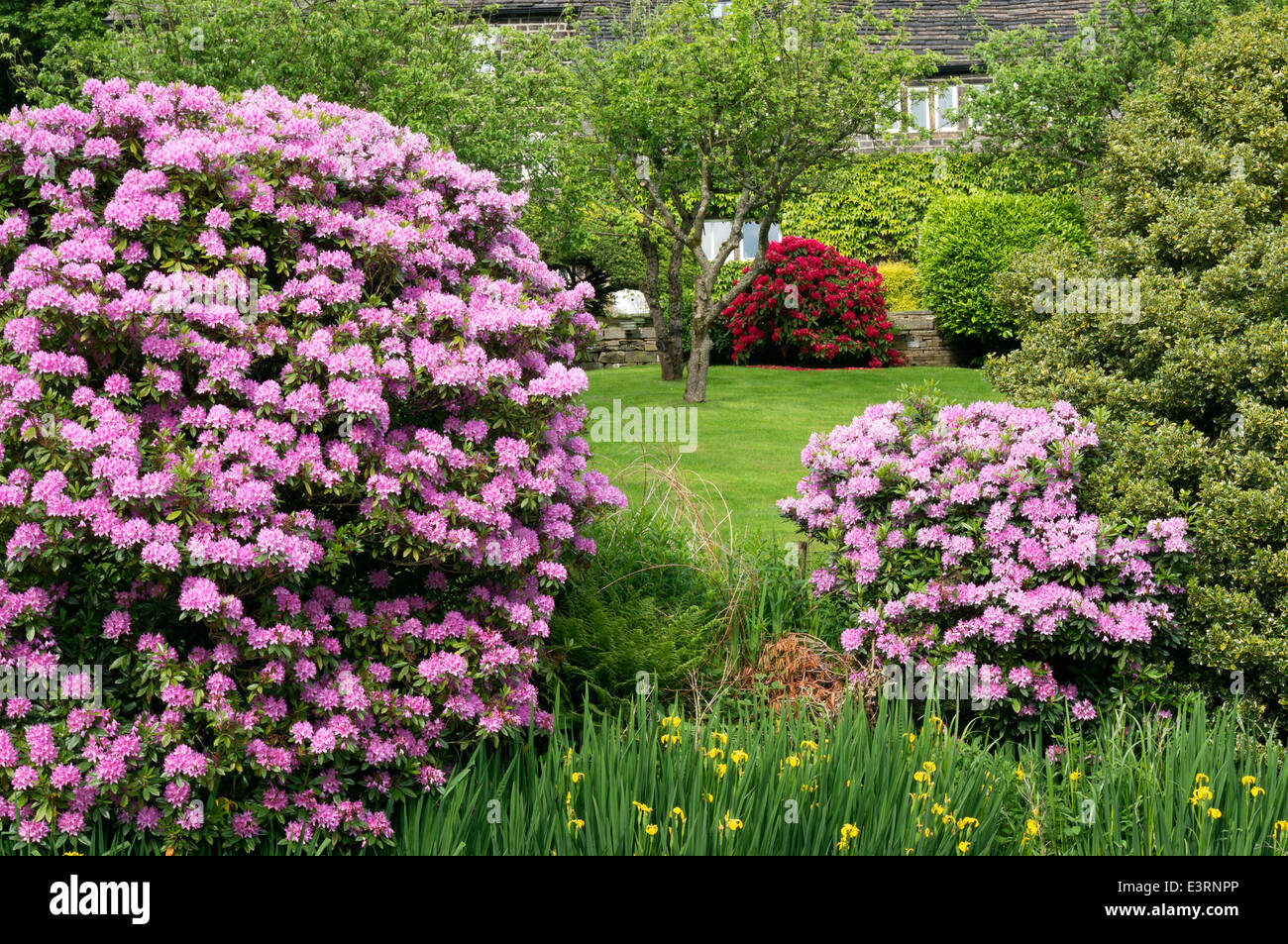 Rhododendren in einem Canalside Garten in der Nähe von Luddenden Fuß, West Yorkshire Stockfoto