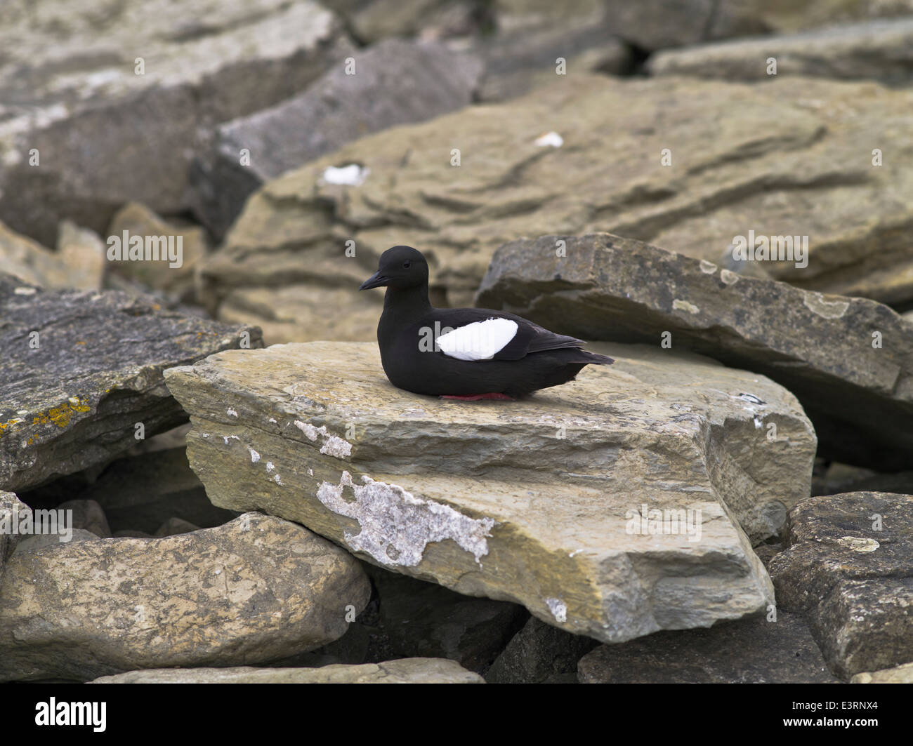 dh Black Gulliedot GULLIEMOT UK Seabird North Ronaldsay Orkney Coast Küstenmeer schottland Gulliemots Vogel Stockfoto