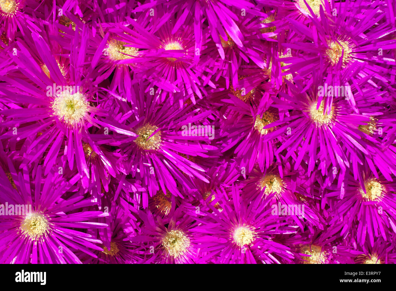 Hubsche Rosa Ganseblumchen Offnen Im Sommer Sonnenschein Hellen Frohlichen Blumen An Einem Sonnigen Sommertag Stockfotografie Alamy