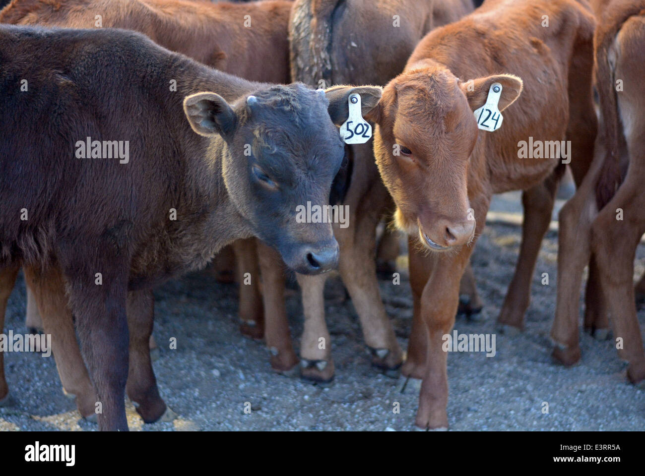 Baby-Stiere in einem Stift warten beim Rodeo Jackson Hole in Wyoming durchführen. Stockfoto