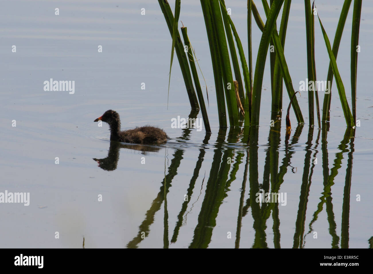 Zwergtaucher (Tachybaptus Ruficollis) auch bekannt als Dabchick, Schwimmen unter Schilf Stockfoto