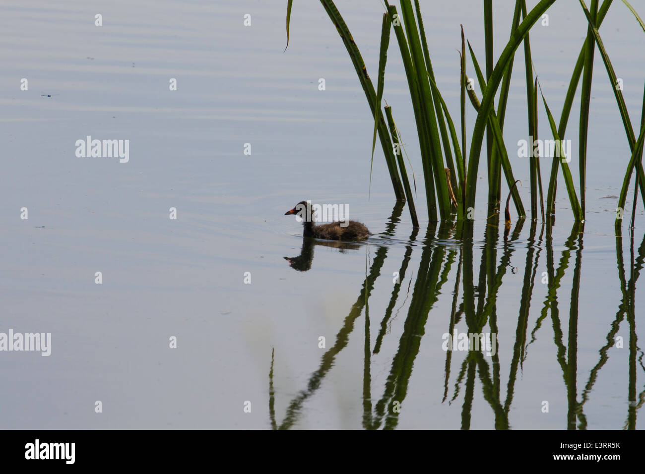 Zwergtaucher (Tachybaptus Ruficollis) auch bekannt als Dabchick, Schwimmen unter Schilf Stockfoto