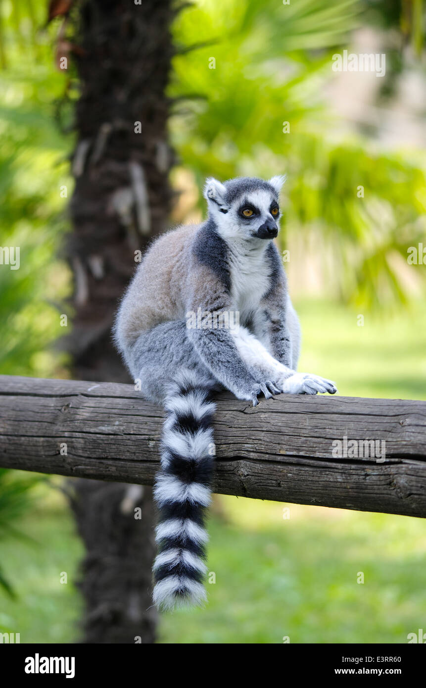 Lemur Catta, Fehler Katze, Essen und spielen in einem zoo Stockfoto
