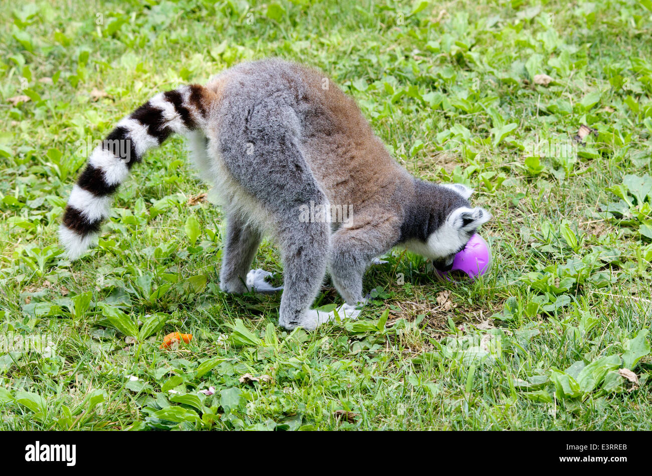 Lemur Catta, Fehler Katze, Essen und spielen in einem zoo Stockfoto