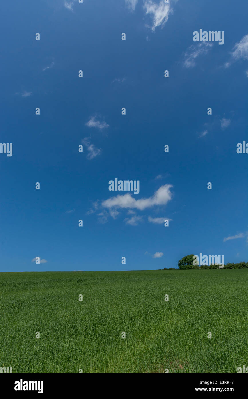 Grüne Felder von England Konzept. Blauer Himmel über der wachsenden Getreide - Cornwall, UK. Metapher für die Ernährungssicherheit/Anbau von Nahrungsmitteln. Stockfoto