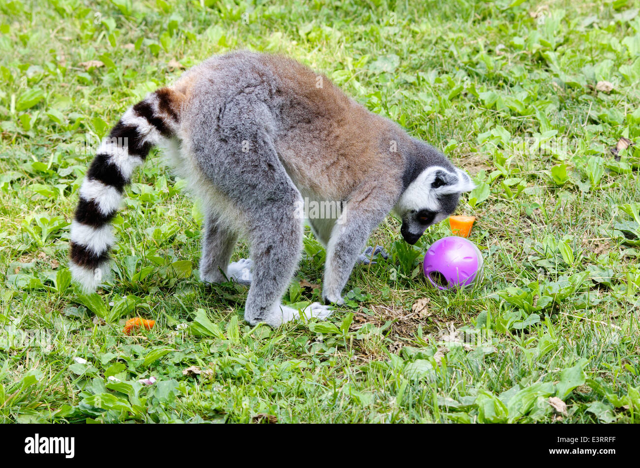 Lemur Catta, Fehler Katze, Essen und spielen in einem zoo Stockfoto