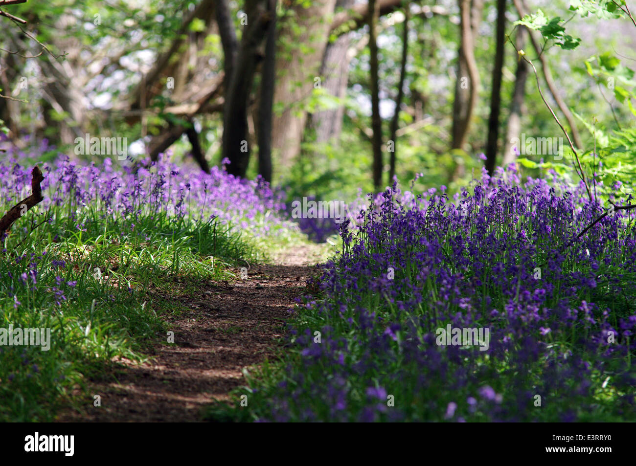 Bluebell Holz in West Sussex Stockfoto