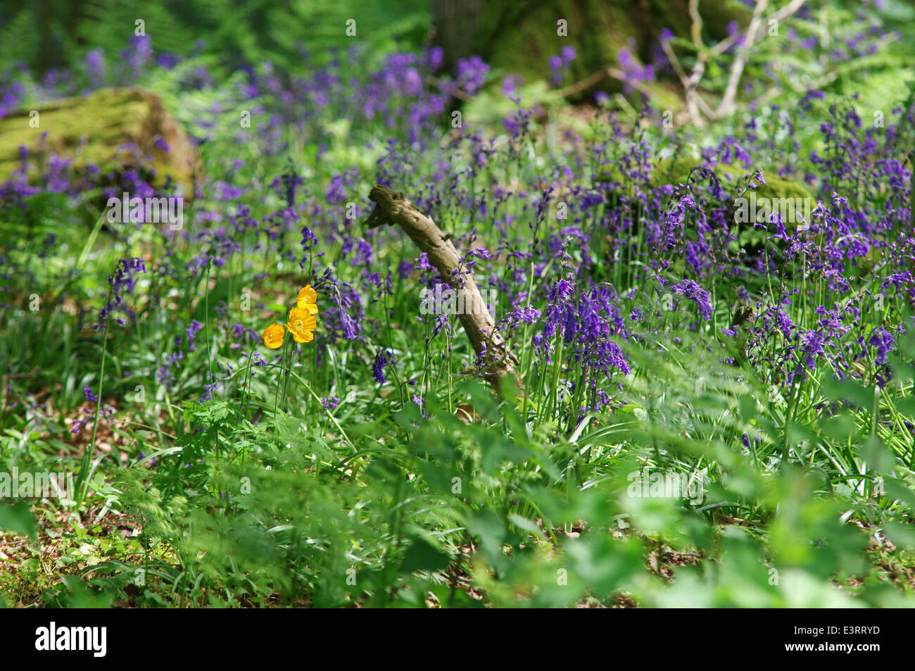 Bluebell Holz in der Nähe von Nymans Gärten, West Sussex Stockfoto