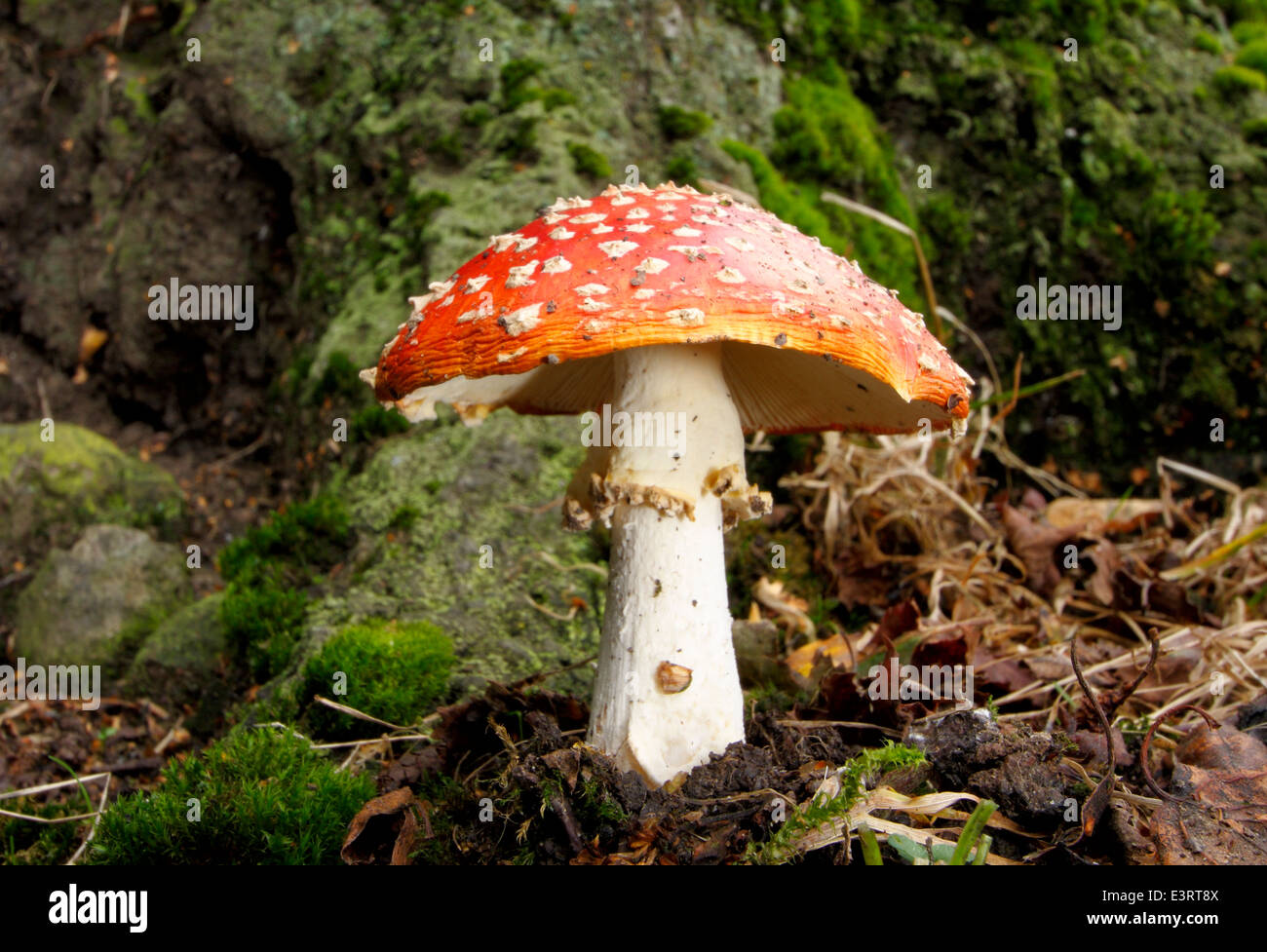 Ein Pilz giftige Fliegenpilz (Amanita Muscaria) wächst am Fuße eines Baumes in einen kleinen Patch am Straßenrand Wald, Derbyshire, UK Stockfoto