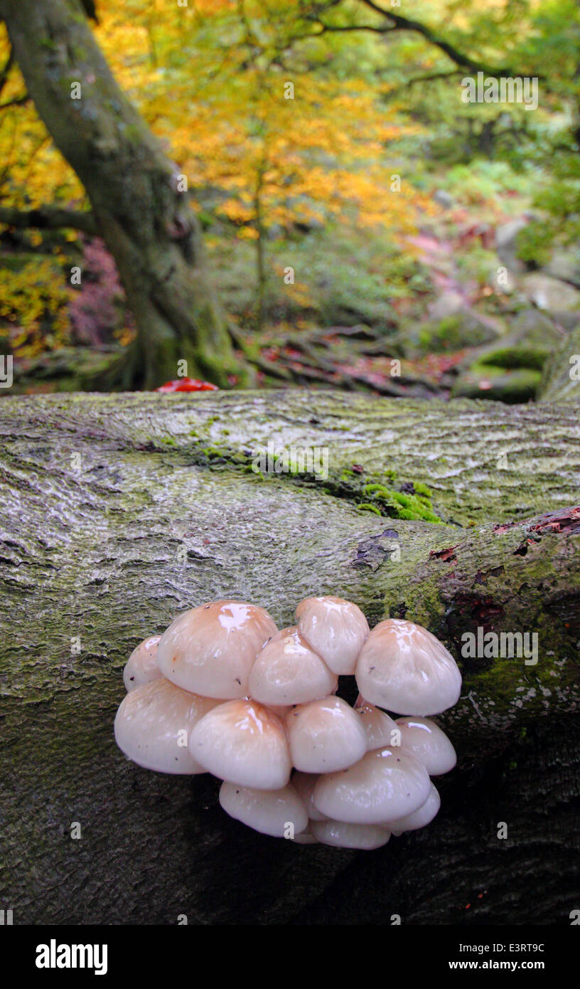Fliegenpilze gedeihen auf einem gefallenen, faulenden Baumstamm in einem alten Laubwald im Peak District, Derbyshire - Herbst Stockfoto