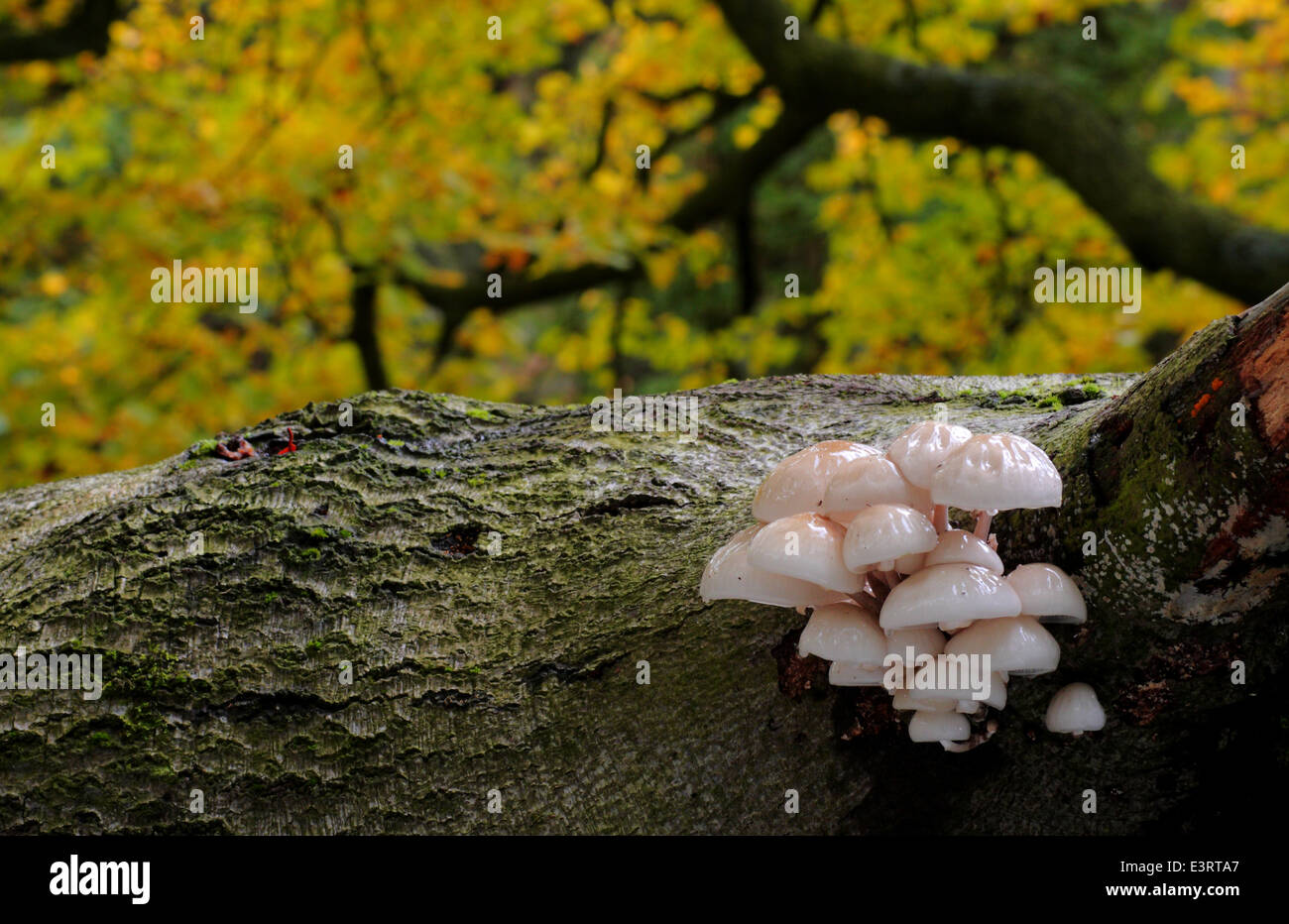 Fliegenpilze gedeihen auf einem gefallenen, faulenden Baumstamm in einem alten Laubwald im Peak District, Derbyshire - Herbst Stockfoto