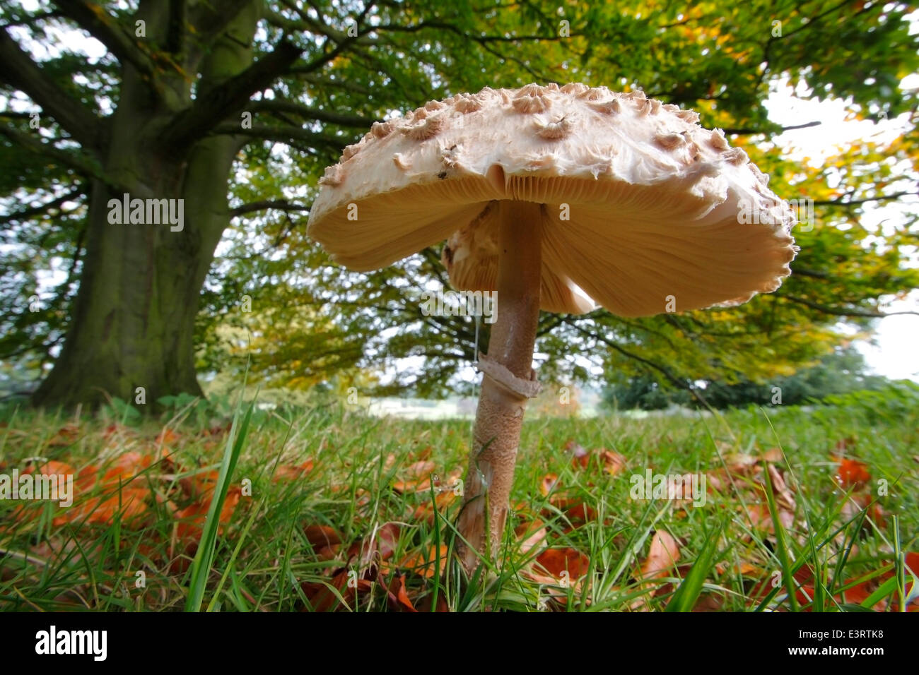 Ein Sonnenschirm Pilzzucht (Macrolepiota Procera) auf der Weide in der Nähe einer Eiche in Derbyshire, England, UK - Herbst Stockfoto