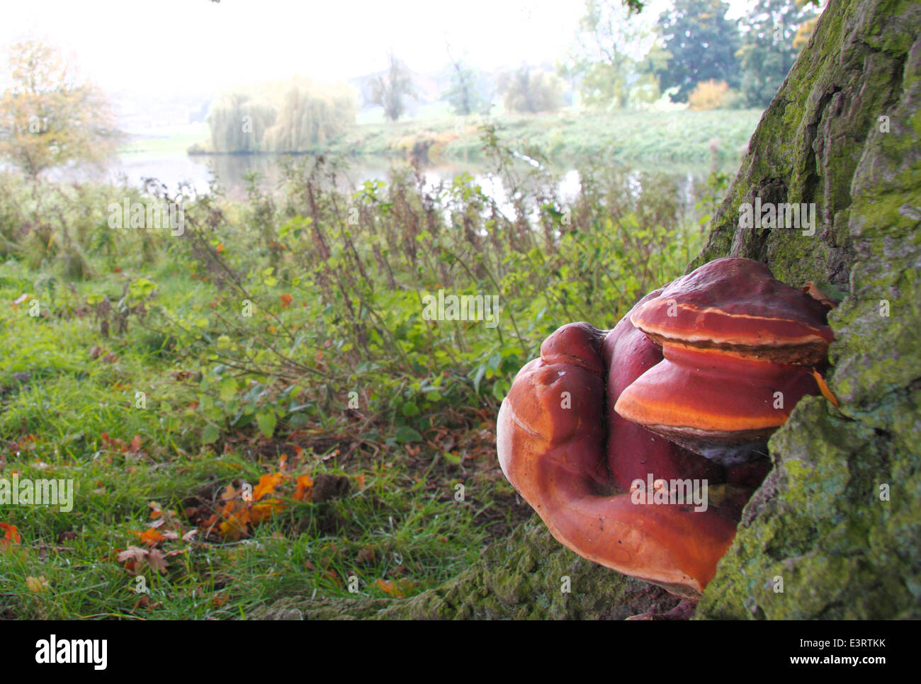 Ein Beefsteak Polypore Pilz (Fistullina Leberblümchen) wächst auf einer Eiche im Laubwald, Derbyshire, England, UK - Herbst Stockfoto