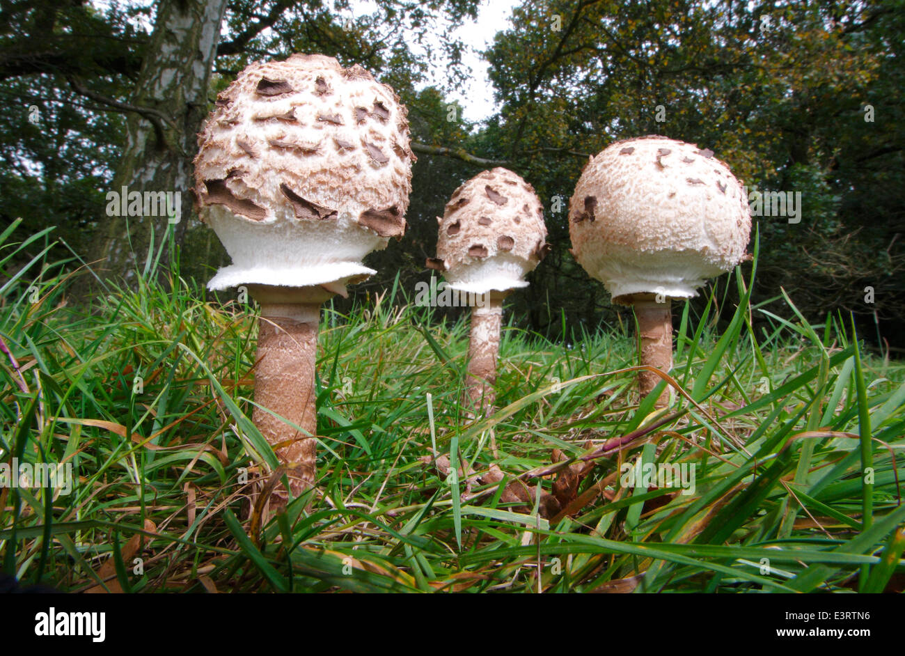 Ein Trio von Pilze essbar Parasol (Macrolepiota Procera) wachsen auf Grünland in einem Feld in Derbyshire, England, UK Stockfoto