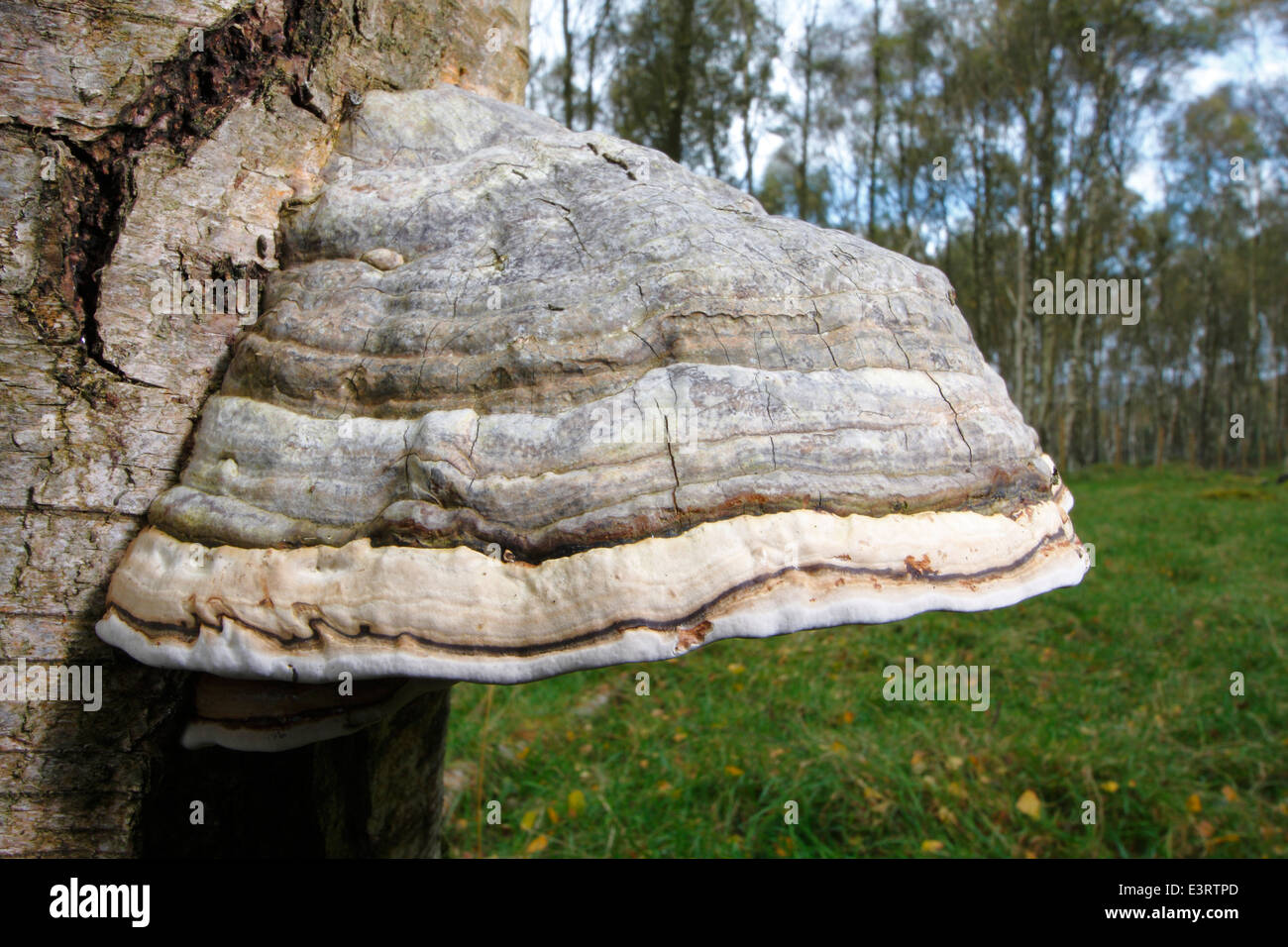 HUF Pilz (Zündstoff Fomentarius) oder Halterung Pilz, wächst auf einem lebenden silberne Birke Baumstamm, Peak District, Derbyshire, UK Stockfoto