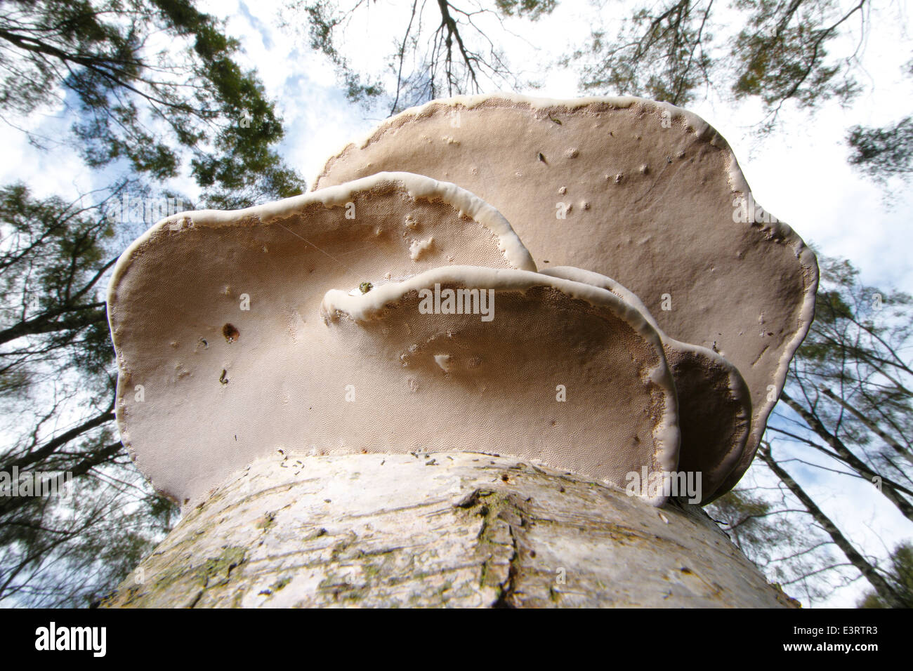 Birke-Halterung: Piptoporus Betulinus oder Rasiermesser Streichriemen; ein polyporous Halterung Pilz wächst auf einer Silber-Birke im englischen Wald Stockfoto