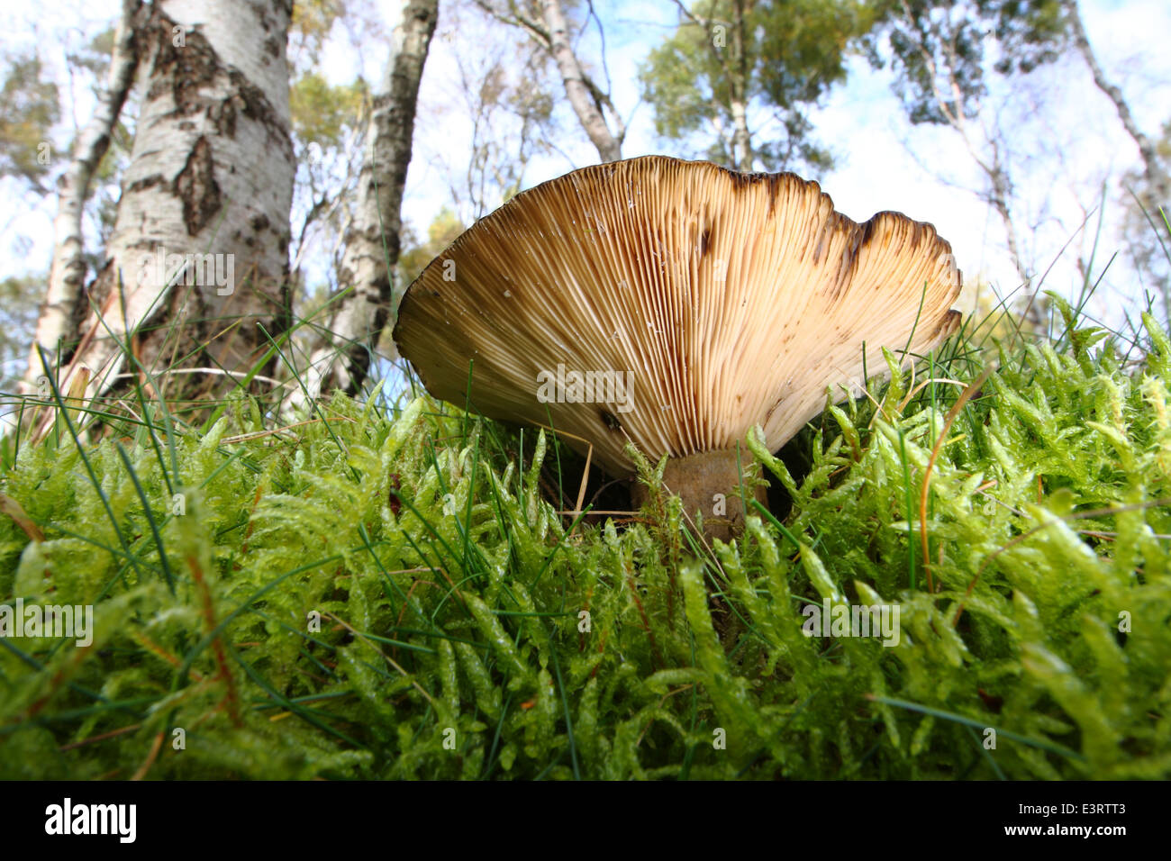Pilze wachsen in moosigen Waldwiese unter Silver Birch Tress in der Peak District National Park, Derbyshire England UK Stockfoto