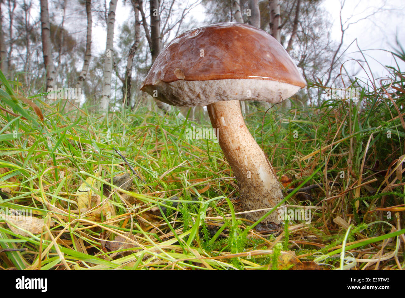 Eine braune Birke Bolete (Leccinum Scabrum) Pilze wachsen auf dem Rasen im Silver Birch Wald, Peak District, Derbyshire, England, UK Stockfoto