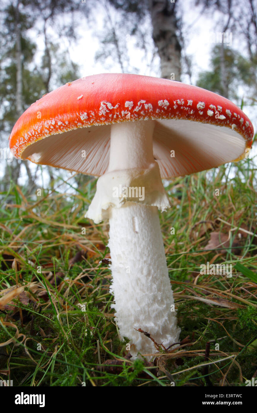 Giftige Fliegenpilz (Amanita Muscaria) Pilze wächst Gras im Wald im Peak District, Derbyshire, UK Stockfoto