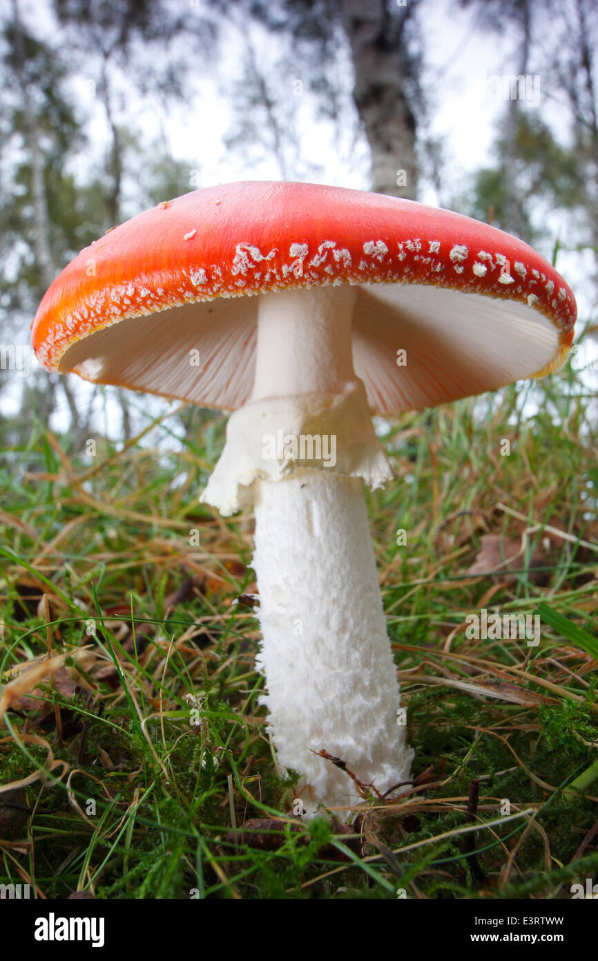 Giftige Fliegenpilz-Pilze wächst unter Silber Birken im Wald im Peak District, Derbyshire, UK Stockfoto