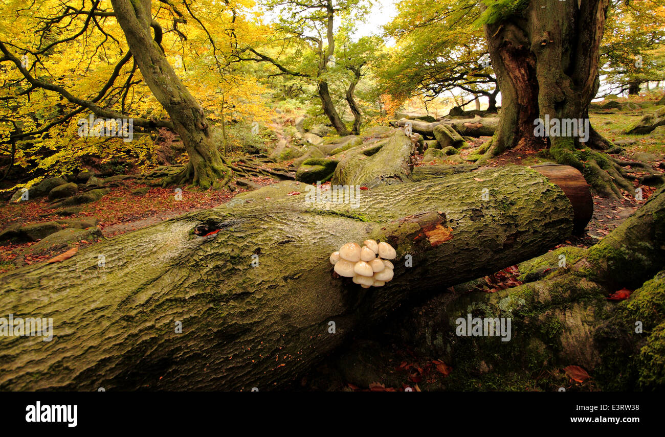 Fliegenpilze gedeihen auf einem gefallenen, faulenden Baumstamm in einem alten Laubwald im Peak District, Derbyshire - Herbst Stockfoto