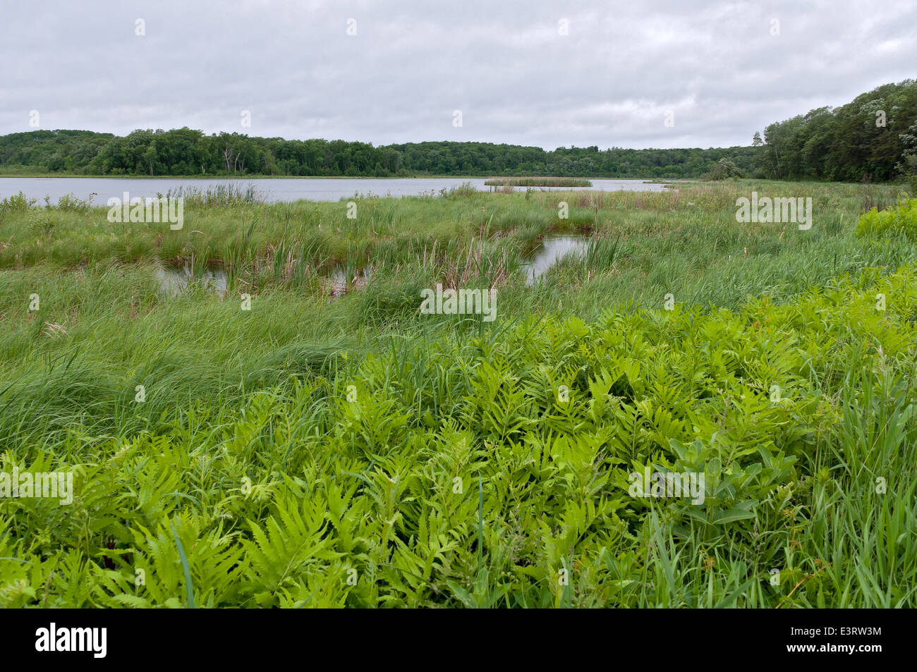 Sümpfe und Wälder rund um Reis See in Wildlife Management Area von Breezy Point Minnesota Stockfoto