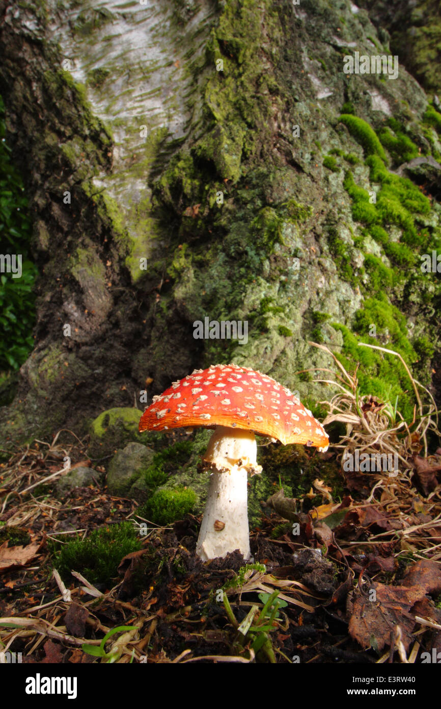 Giftige Fliegenpilz wächst an der Basis eines Baumstammes in ein kleines Stück Laubwald, Derbyshire, England, UK-Oktober Stockfoto