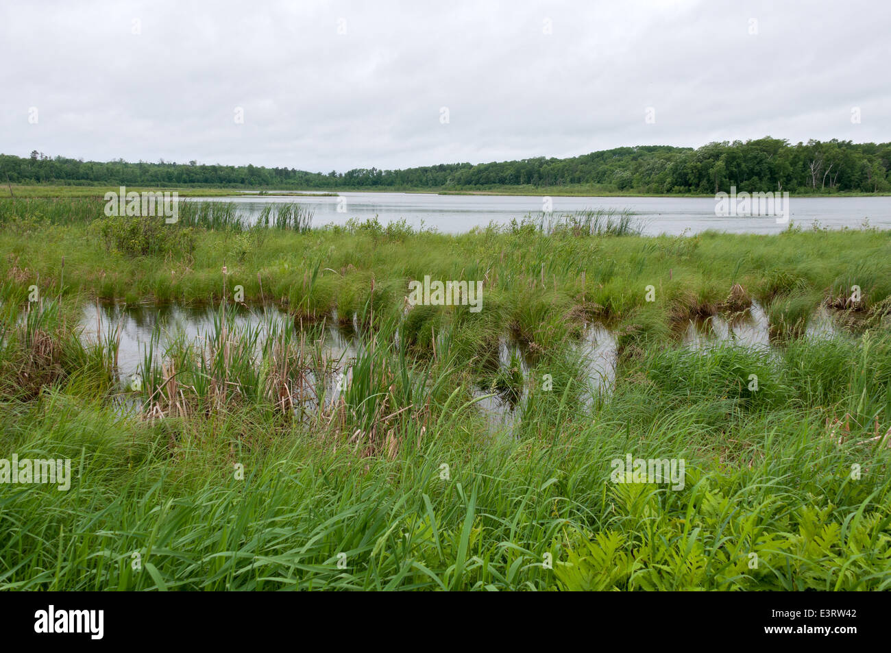 Sümpfe und Wälder rund um Reis See in Wildlife Management Area von Breezy Point Minnesota Stockfoto