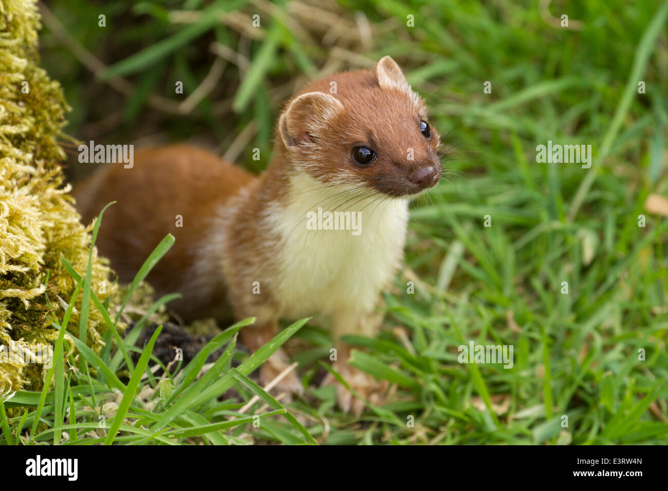 Hermelin {Mustela Erminea} Pelz aka Hermelin im winter Stockfotografie