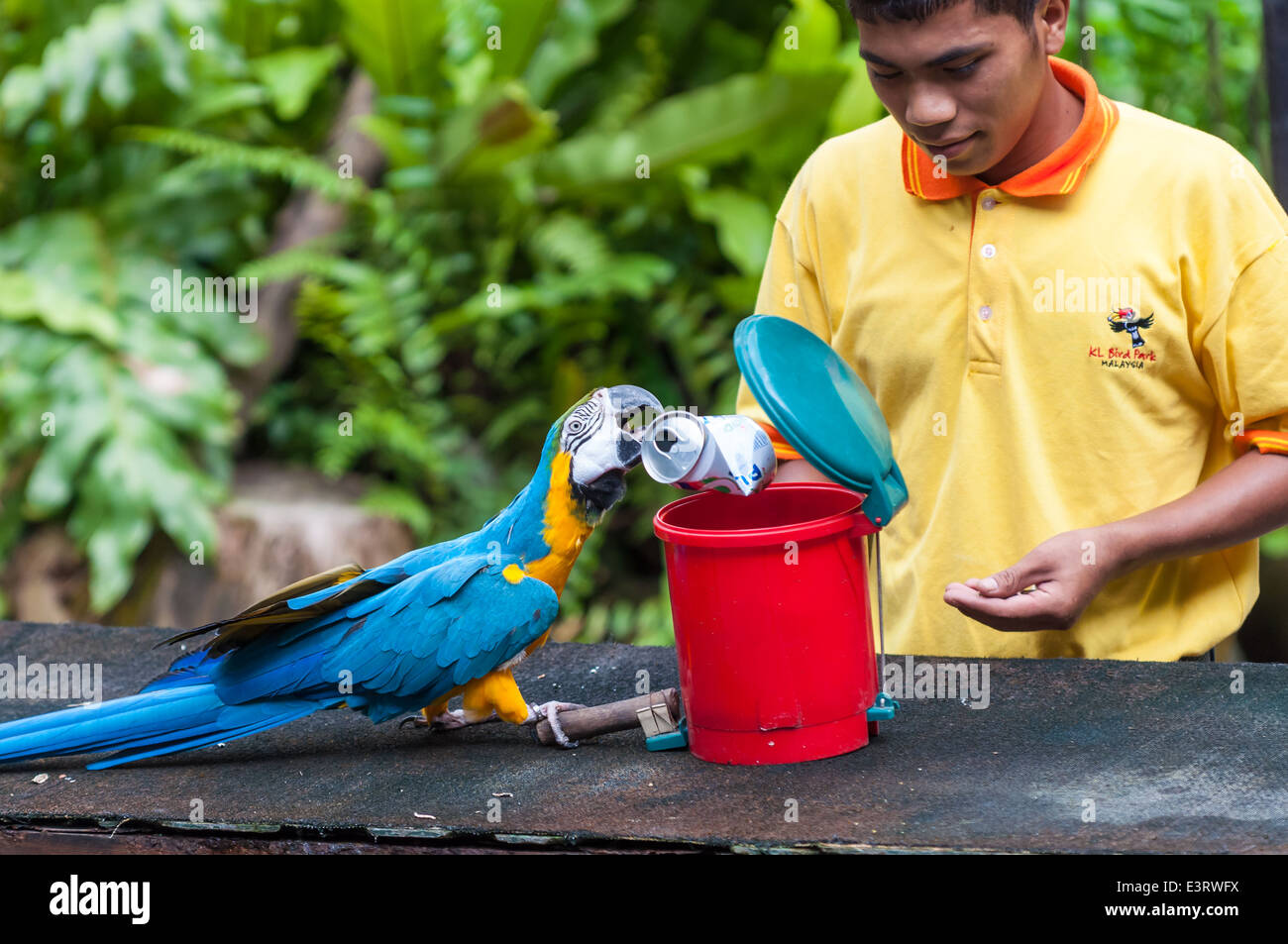 Eine blaue-gelbe Ara bereinigt Müll an den KL Vogelpark in Kuala Lumpur, Malaysia. Stockfoto