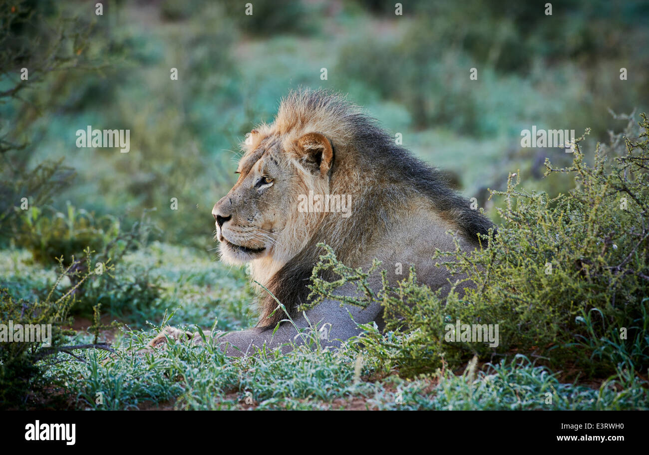 ausdrucksstarke Gesicht eines männlichen Löwen (Panthera Leo) Kgalagadi Transfrontier Park, Kalahari, Südafrika, Botswana, Afrika Stockfoto