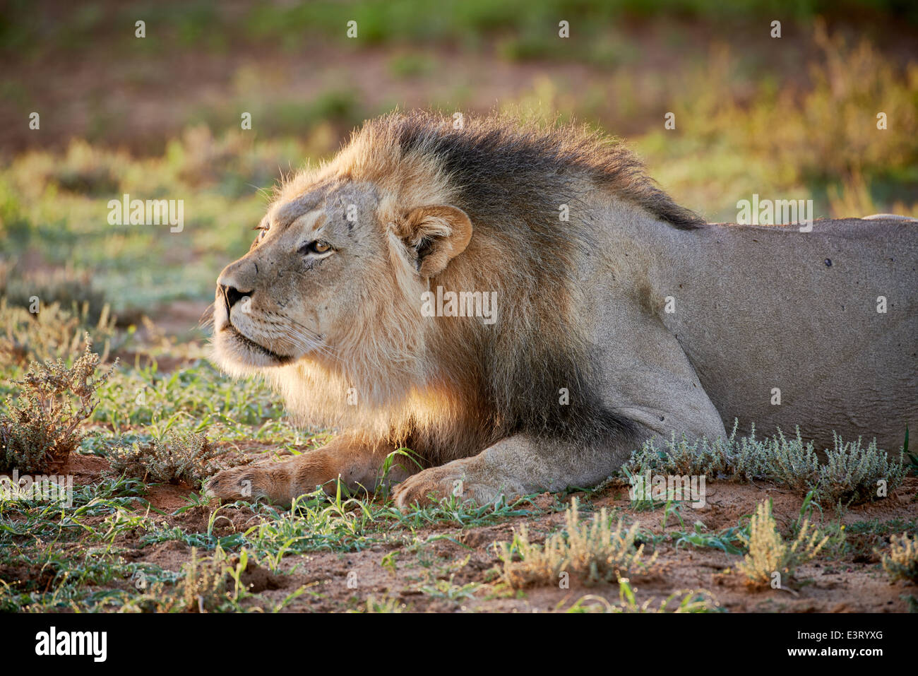 ausdrucksstarke Gesicht eines männlichen Löwen (Panthera Leo) Kgalagadi Transfrontier Park, Kalahari, Südafrika, Botswana, Afrika Stockfoto