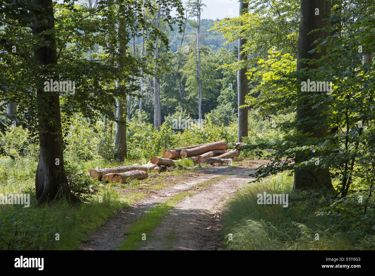 Weise im Frühjahr Wald im kleinen Karpaten - Slowakei Stockfoto