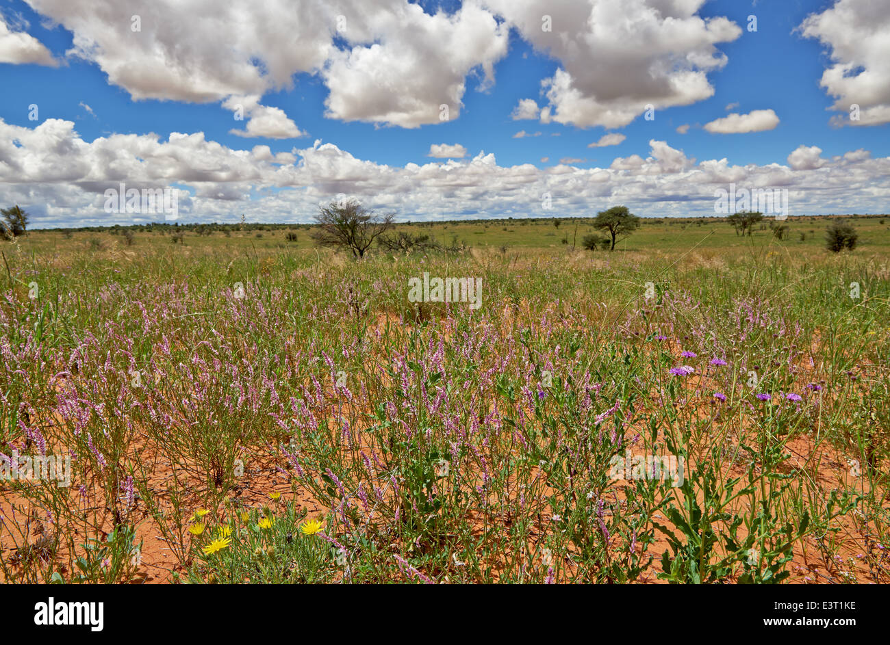 Blumen in Wüstenlandschaft der Kgalagadi Transfrontier Park, Kalahari, Südafrika, Botswana, Afrika Stockfoto