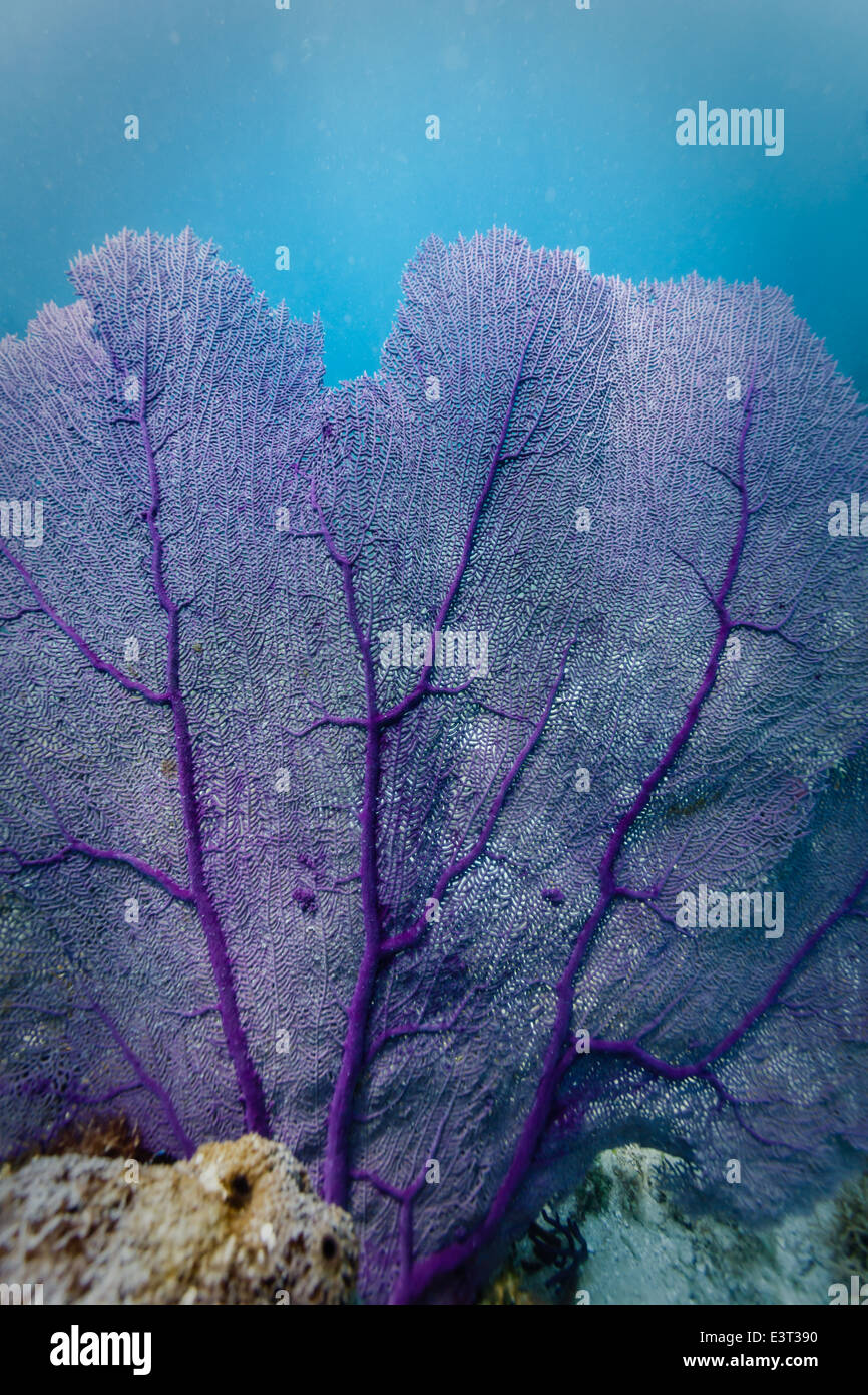 Nahaufnahme von feinen Adern auf Zweigen der violetten Gorgonien kontrastiert gegen türkisfarbenen Wasser in Karibik Stockfoto
