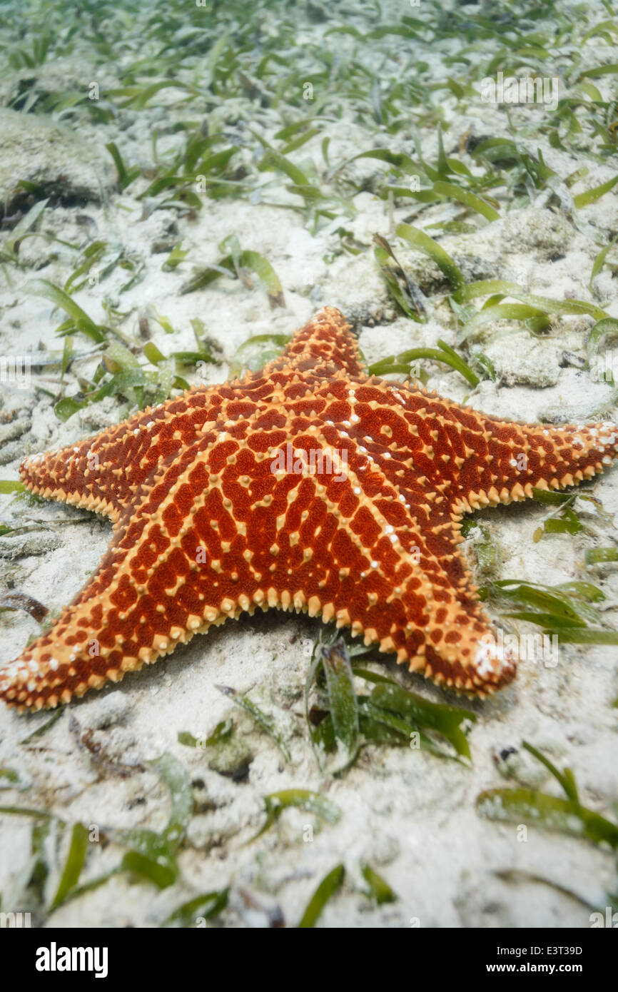 Nahaufnahme von Red Sea Star oder Seestern ruht auf weißem Sand des Meeresbodens im karibischen Meer Stockfoto