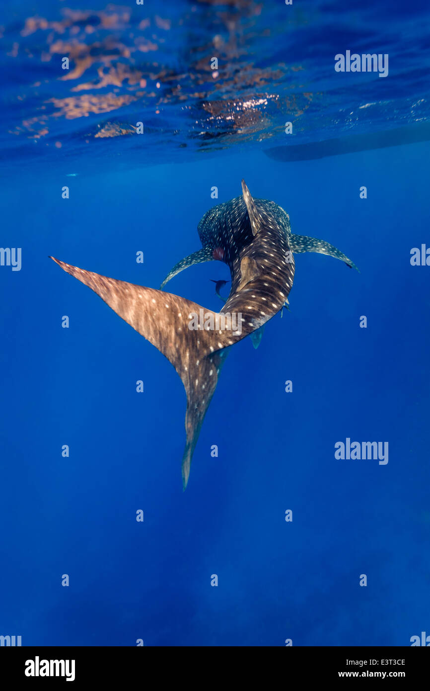 Unter Wasser Nahaufnahme des Walhais, Rhincodon Typus, der sich Richtung Beute wendet Stockfoto