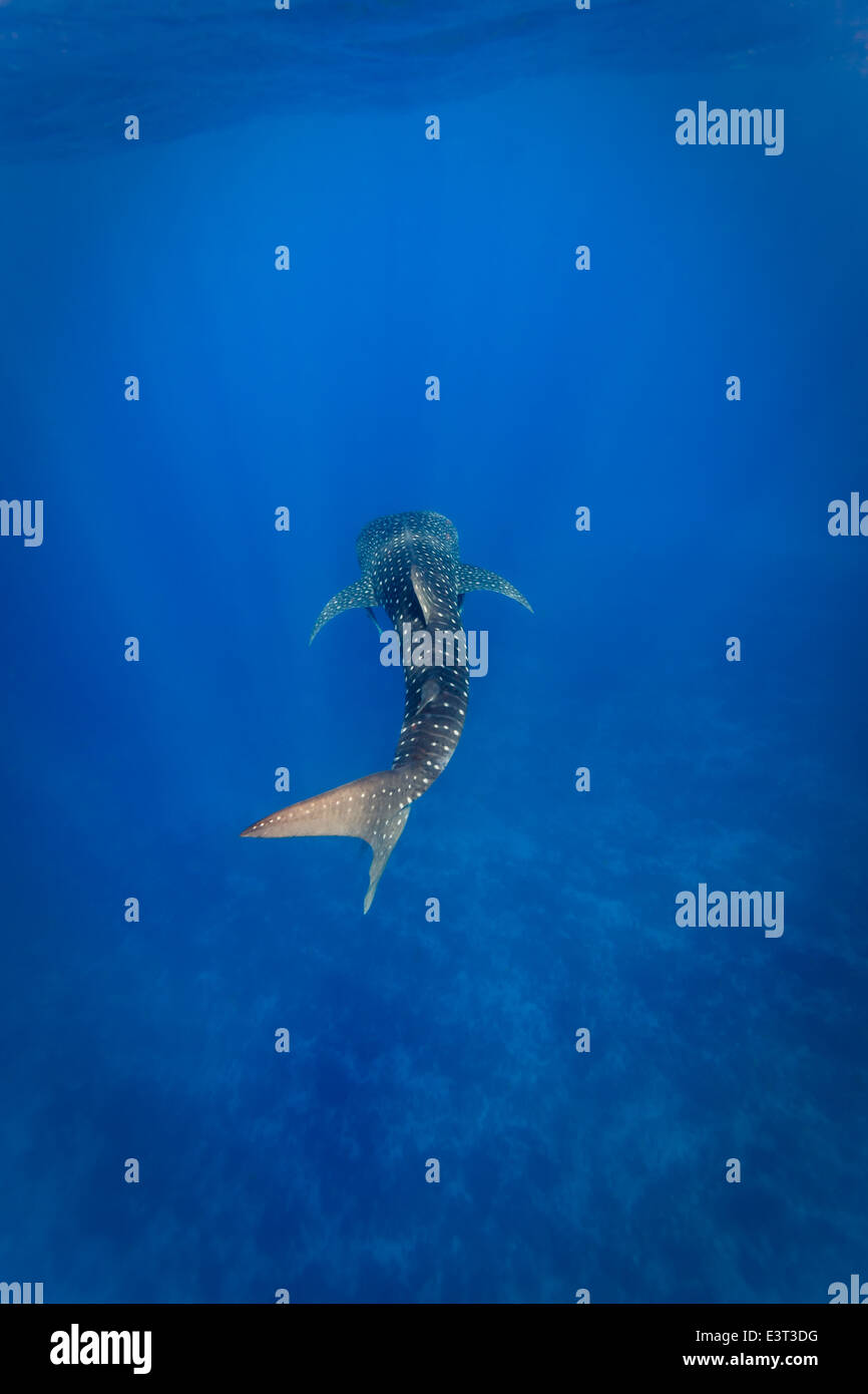 Weiße Flecken auf Walhai, Rhincodon Typus, funkeln im Sonnenlicht, während er im klaren Wasser der Karibik schwimmt Stockfoto