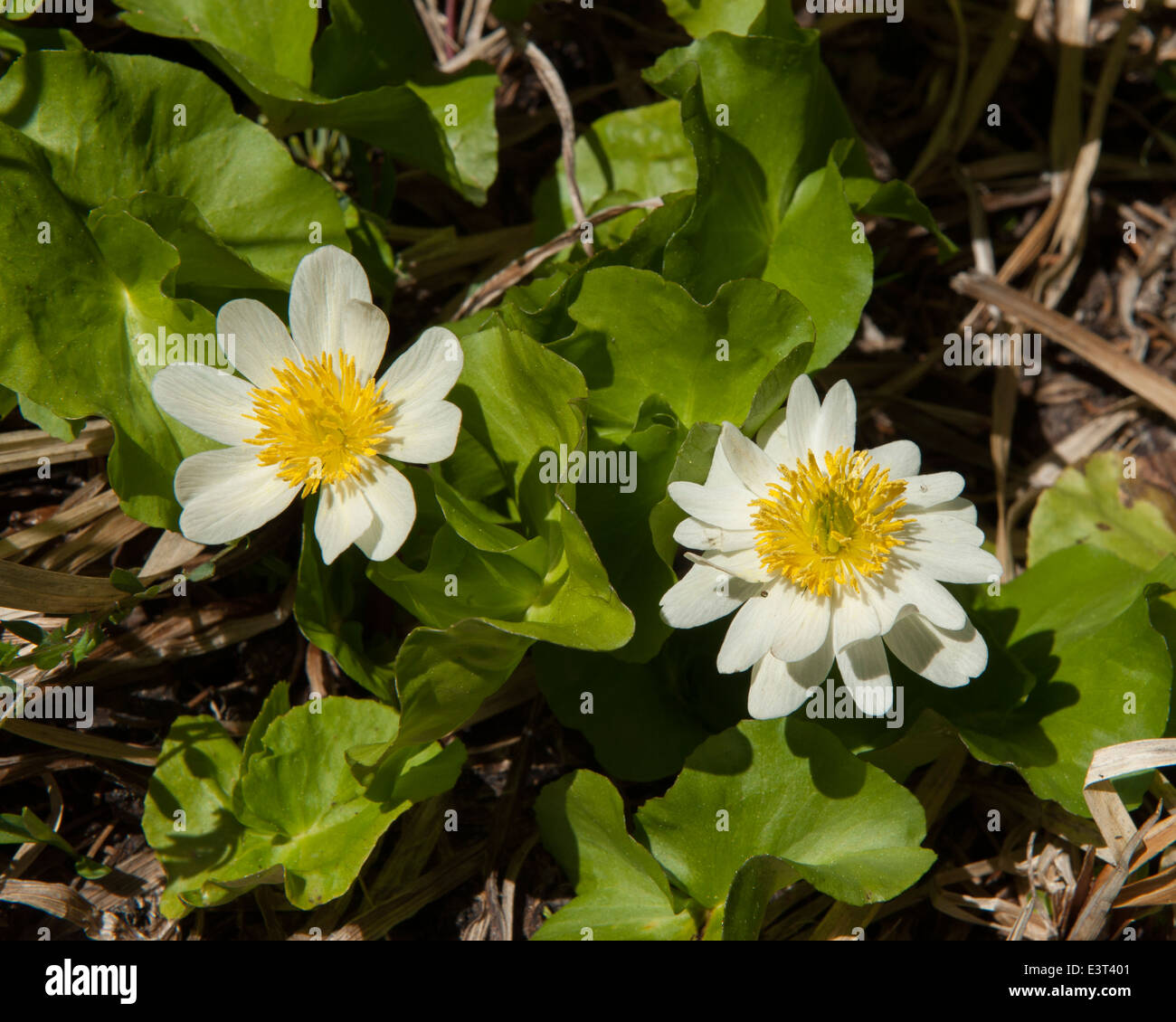Weiße Sumpfdotterblumen (Caltha Leptosepala) wachsen neben Badger-See in Oregon Sky Lakes Wilderness Stockfoto