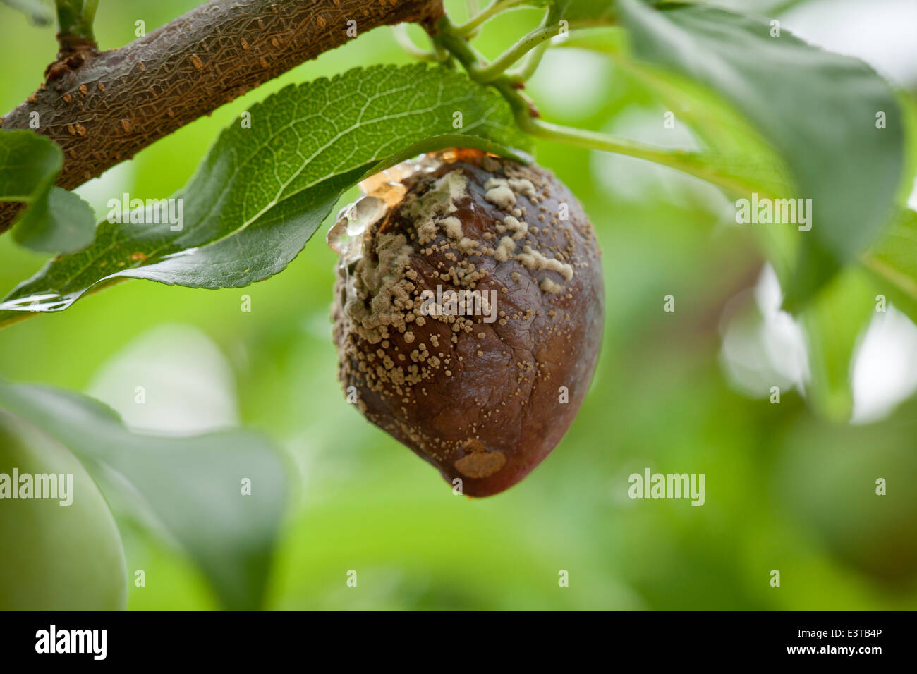 Braunfäule Pilzerkrankung (Monilinia Fructicola) auf Pflaume - USA Stockfoto