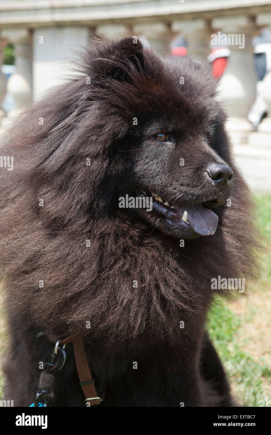Dunkle braune Jacke Chow Chow Stockfoto