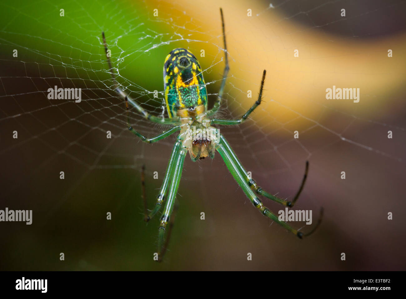 Venusta Obstgarten Spider (Leucauge Venusta) - USA Stockfoto