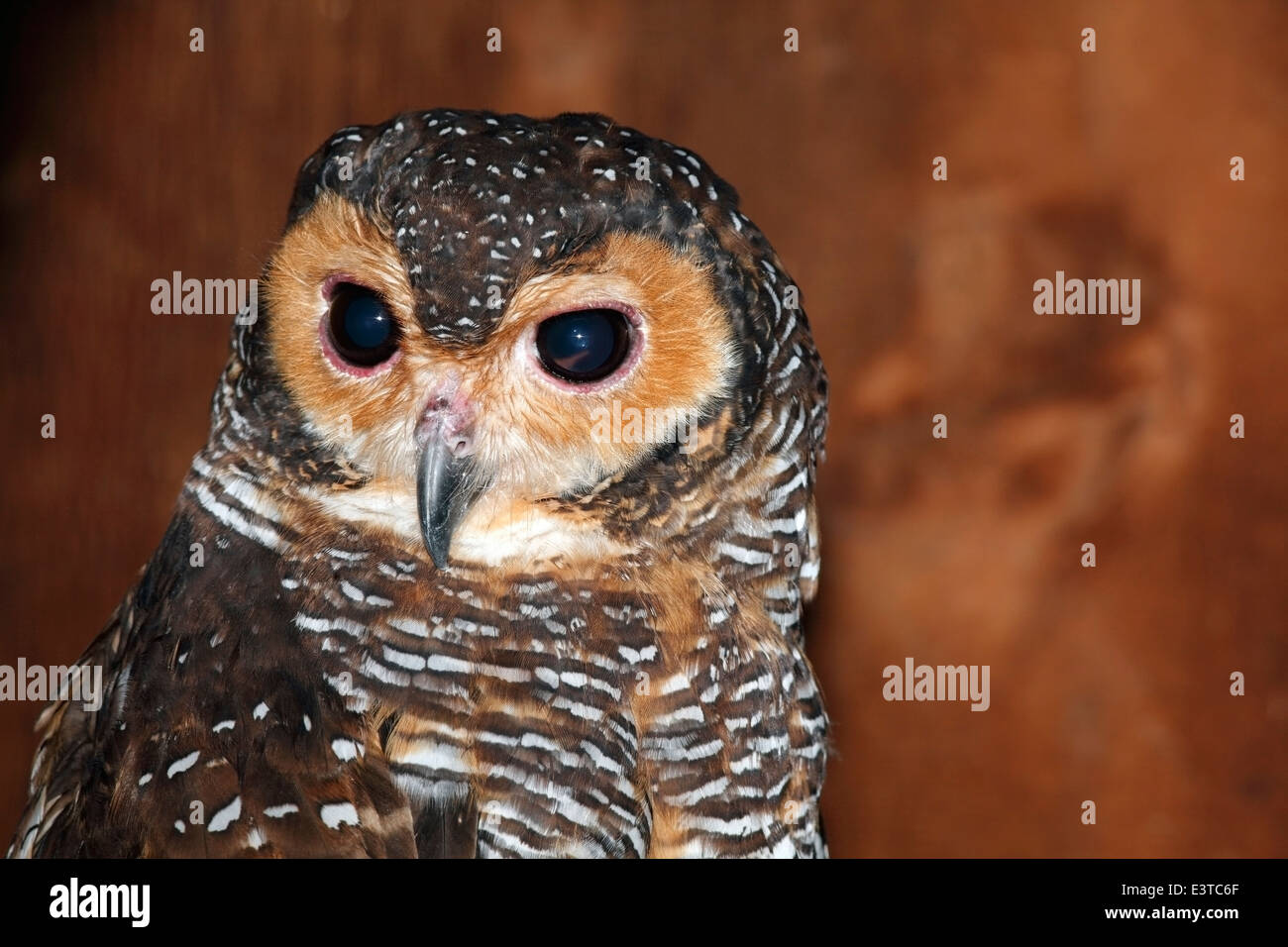 Braun Holz Eule, Strix Leptogrammica. Bali, Indonesien. Stockfoto
