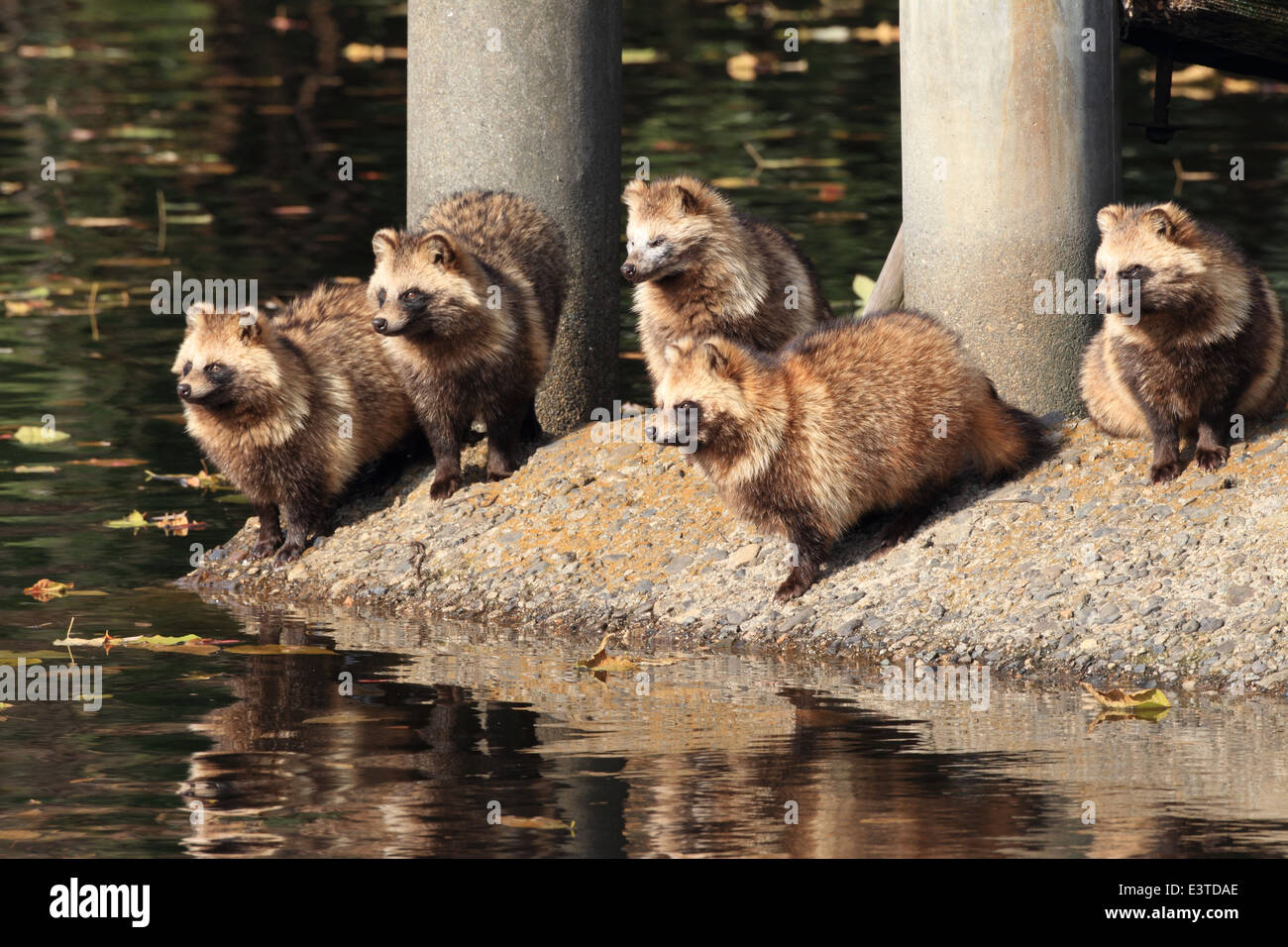 Marderhund (Nyctereutes Procyonoides) in Japan Stockfoto